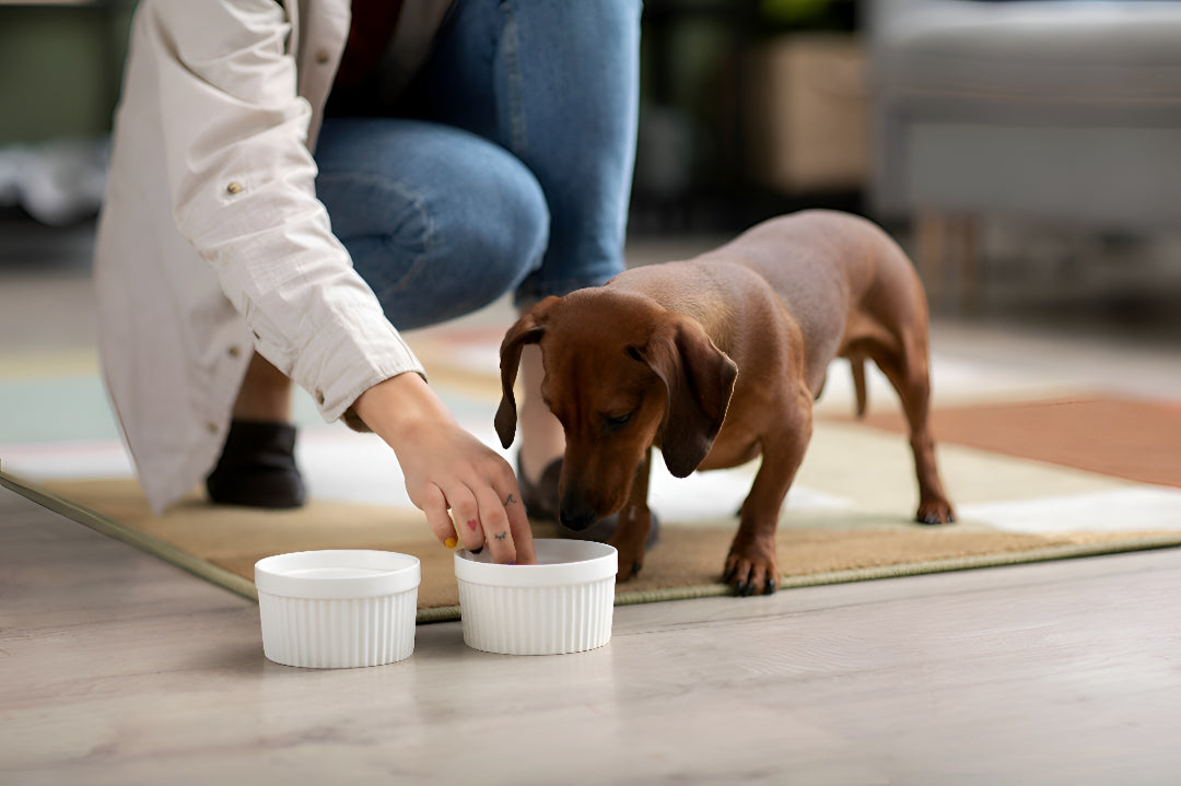 Creating Healthy Mealtime Habits For Every Pet