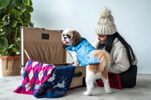 Pets Comfortable With Stylish Pet Clothes