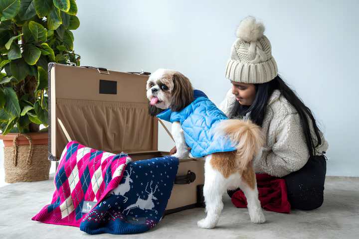 Pets Comfortable With Stylish Pet Clothes