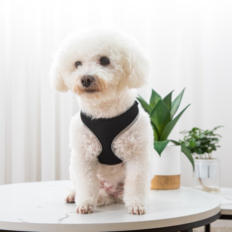 Why Your Pet Deserves the Best Walking Harness and Leash Set