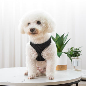 Why Your Pet Deserves the Best Walking Harness and Leash Set